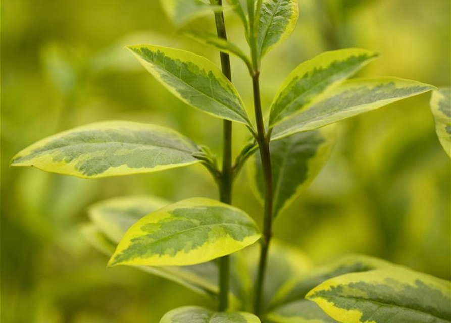 Ligustrum ovalifolium Aureum