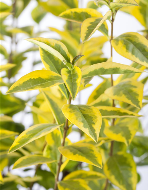 Ligustrum ovalifolium Aureum