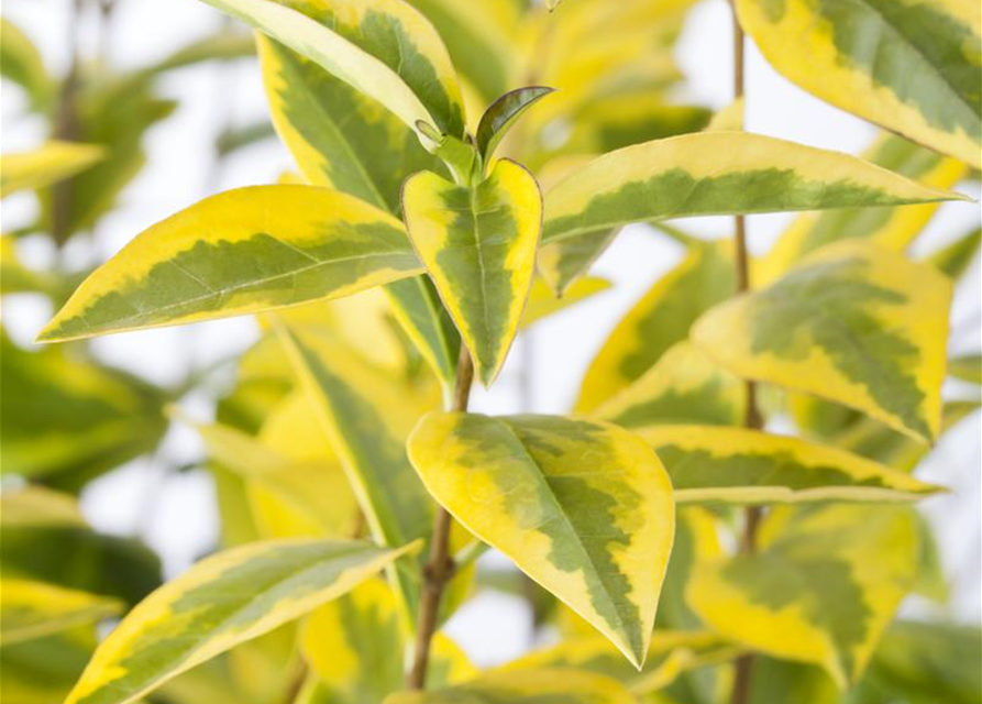 Ligustrum ovalifolium Aureum