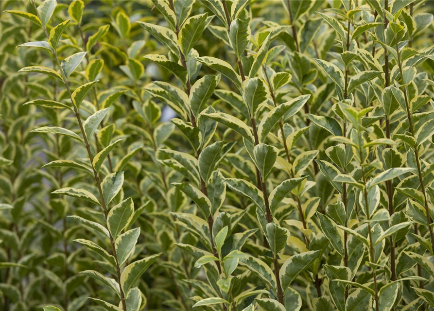 Ligustrum ovalifolium Aureum