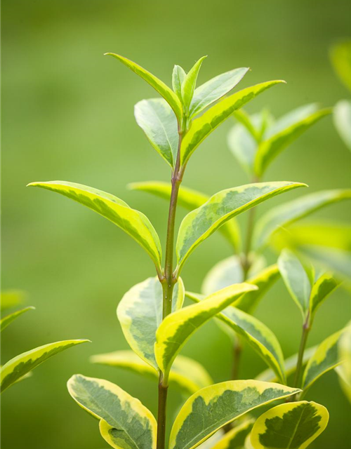 Ligustrum ovalifolium Aureum