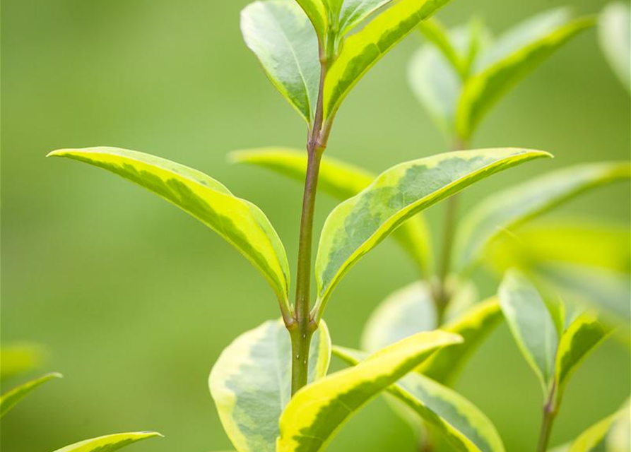 Ligustrum ovalifolium Aureum