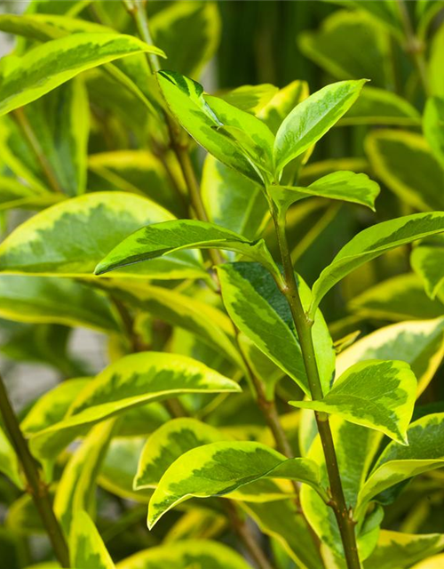 Ligustrum ovalifolium Aureum