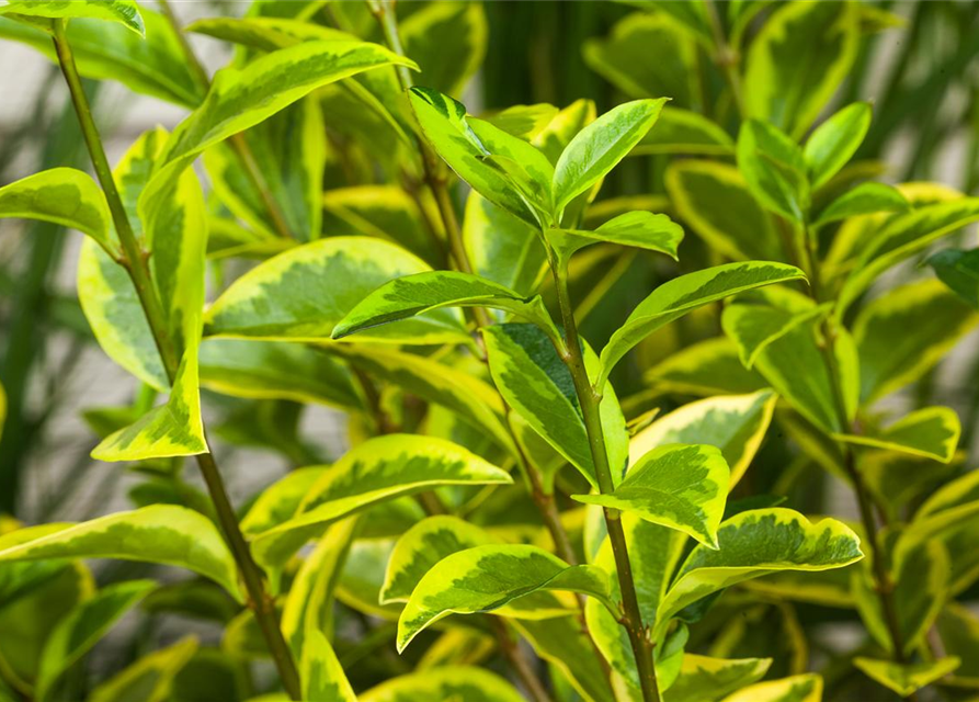 Ligustrum ovalifolium Aureum