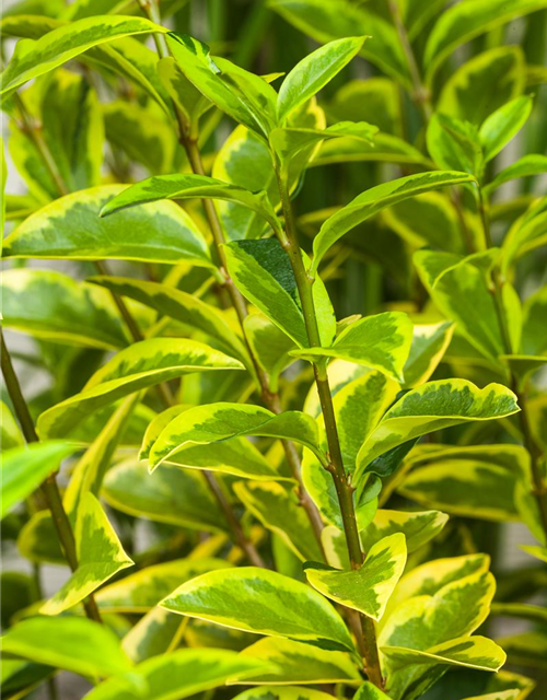 Ligustrum ovalifolium Aureum