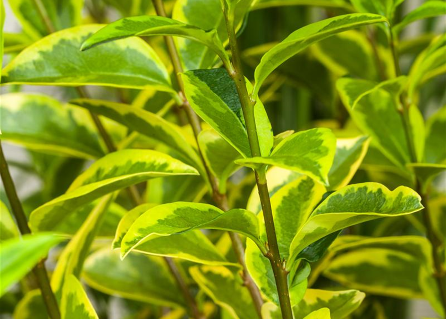 Ligustrum ovalifolium Aureum