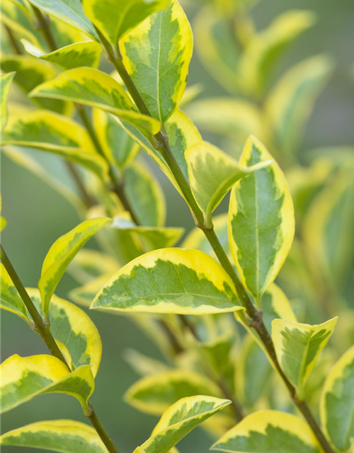 Ligustrum ovalifolium Aureum