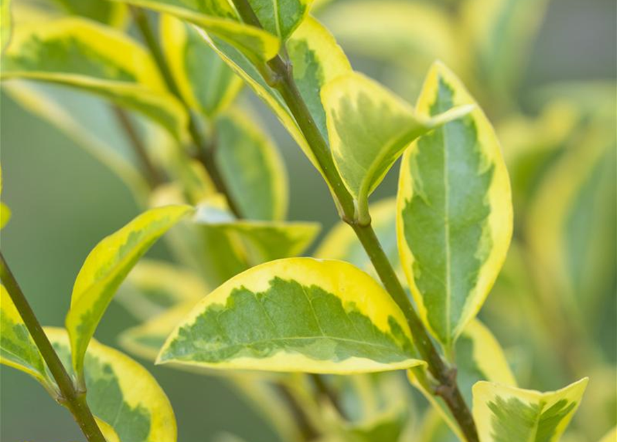 Ligustrum ovalifolium Aureum