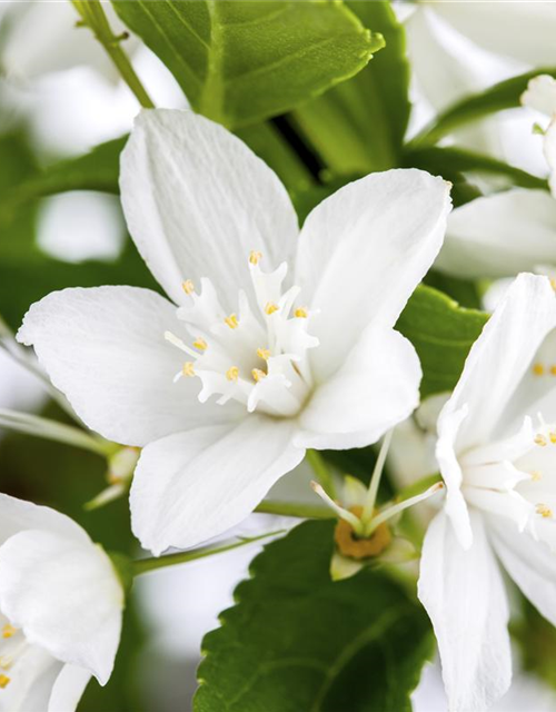 Deutzia Yuki Snowflake