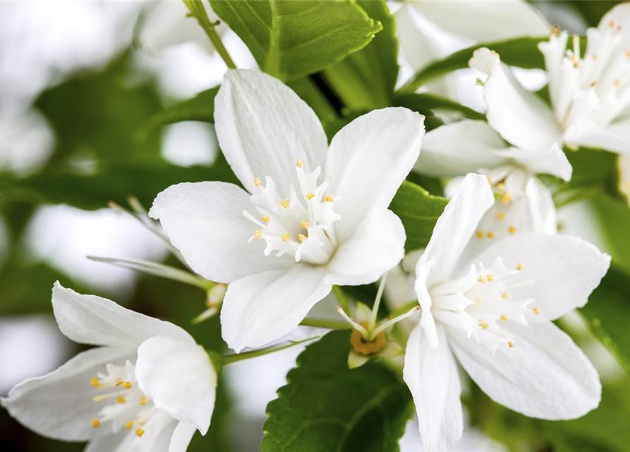 Deutzia Yuki Snowflake