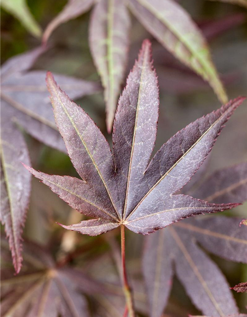 Acer palmatum Atropurpureum