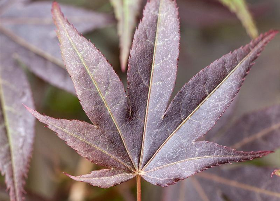 Acer palmatum Atropurpureum