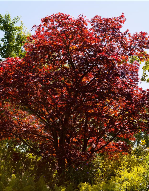 Acer palmatum Atropurpureum