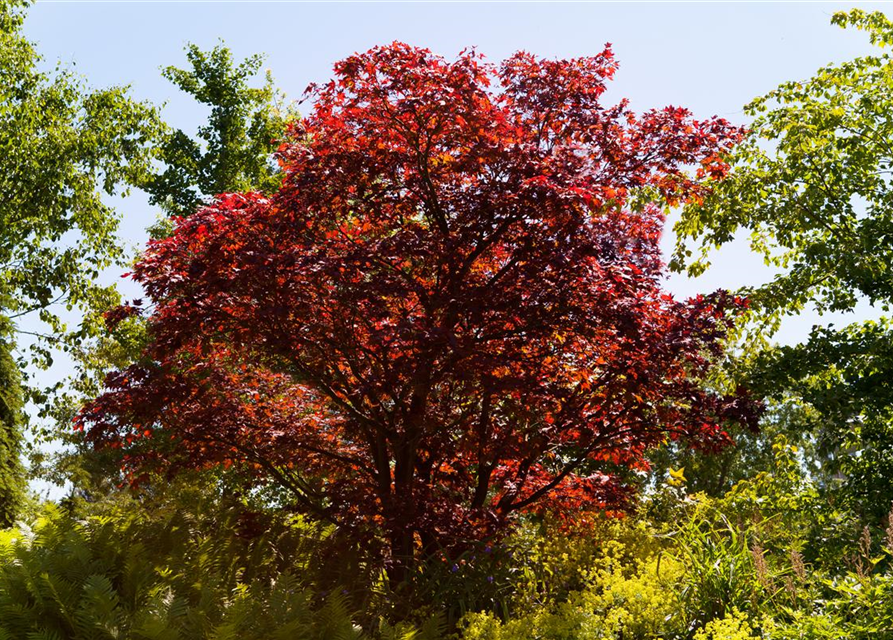 Acer palmatum Atropurpureum