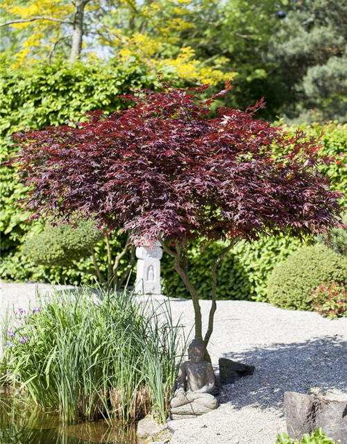 Acer palmatum Atropurpureum