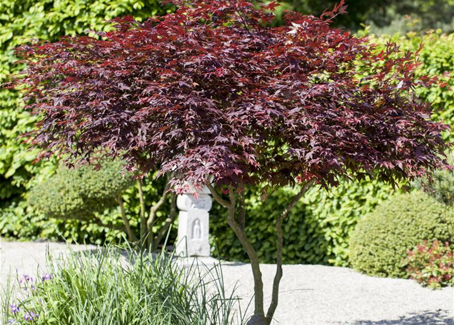 Acer palmatum Atropurpureum