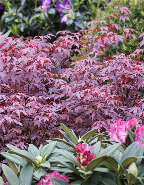 Acer palmatum Atropurpureum