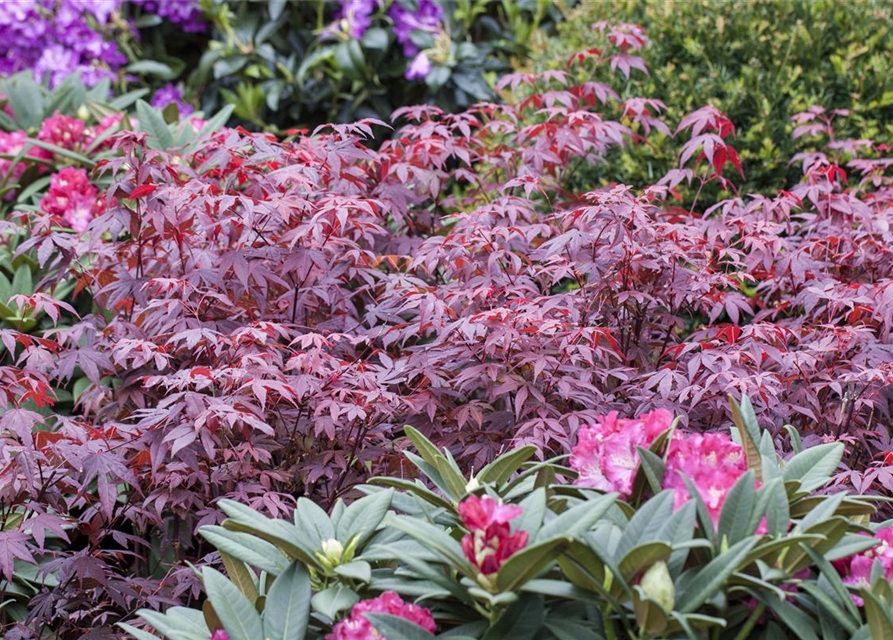 Acer palmatum Atropurpureum