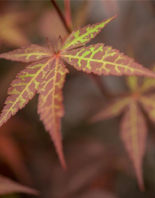 Acer palmatum Atropurpureum