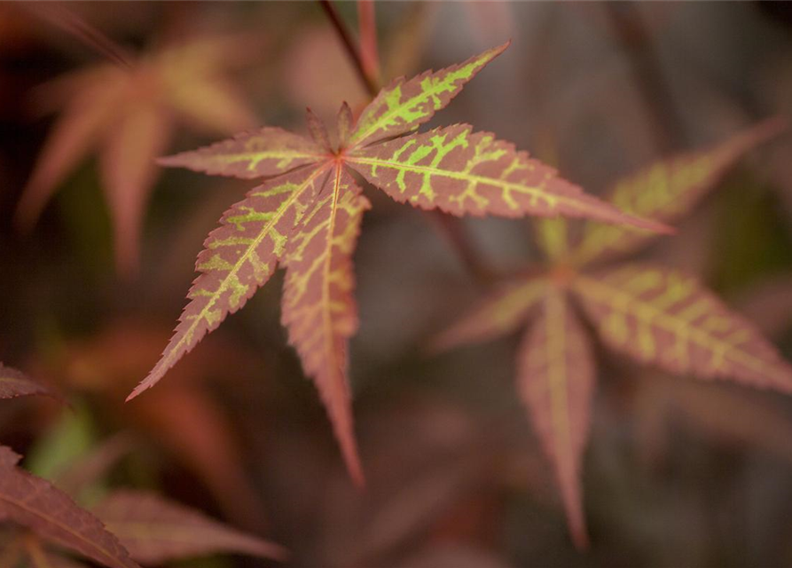 Acer palmatum Atropurpureum