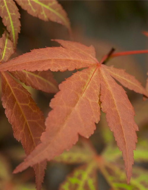 Acer palmatum Atropurpureum