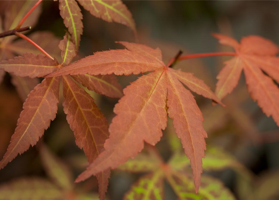 Acer palmatum Atropurpureum