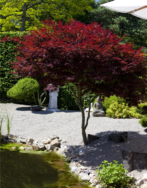 Acer palmatum Atropurpureum