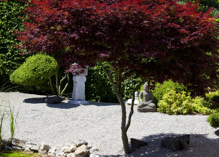 Acer palmatum Atropurpureum