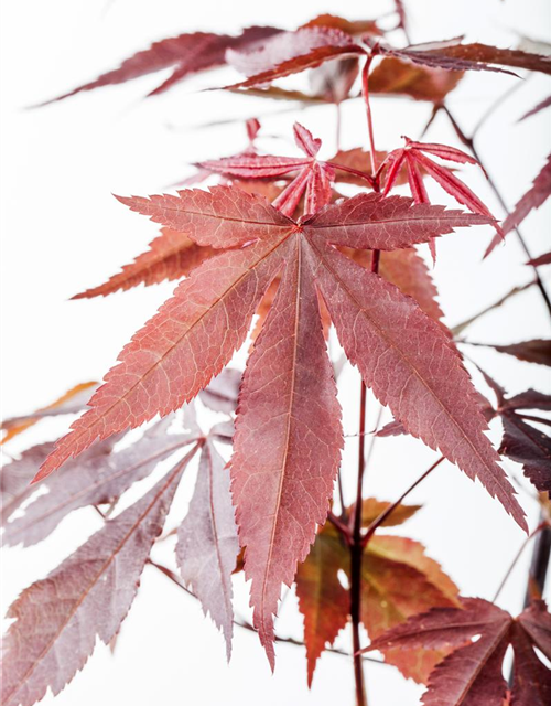 Acer palmatum Atropurpureum