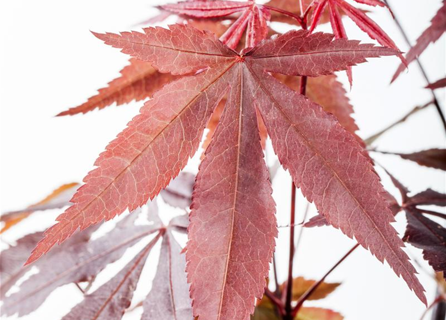 Acer palmatum Atropurpureum