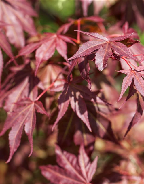 Acer palmatum Atropurpureum