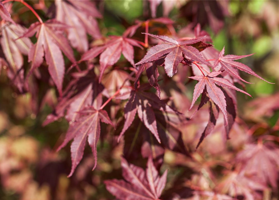 Acer palmatum Atropurpureum