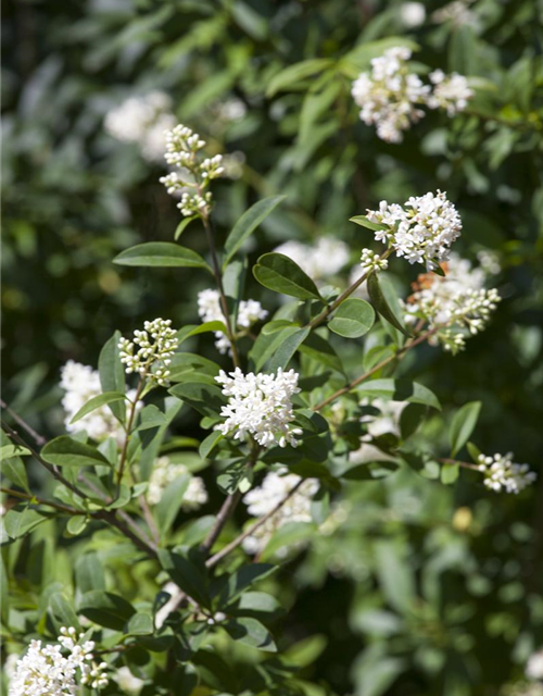 Ligustrum ovalifolium