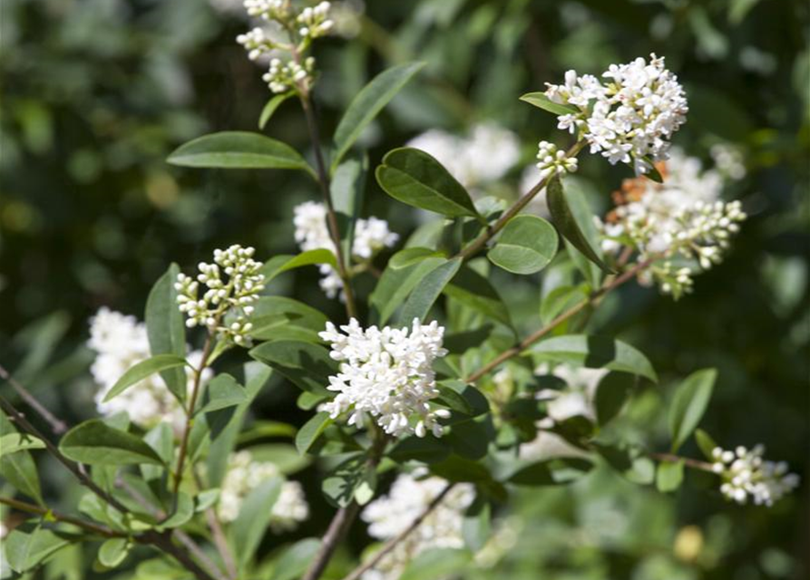 Ligustrum ovalifolium