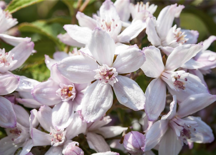 Deutzia hybrida Mont Rose