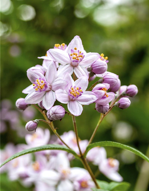 Deutzia hybrida Mont Rose