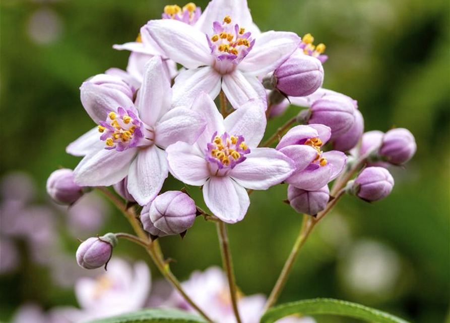 Deutzia hybrida Mont Rose