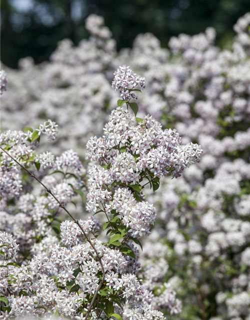 Deutzia hybrida Mont Rose