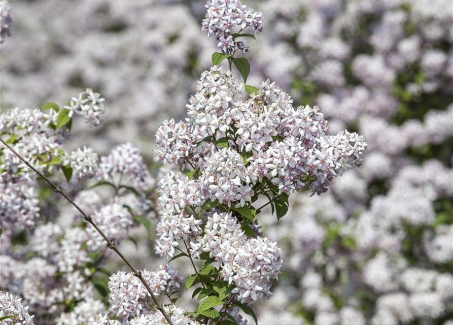 Deutzia hybrida Mont Rose