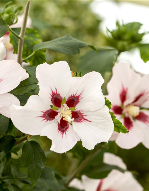 Hibiscus syriacus Hamabo