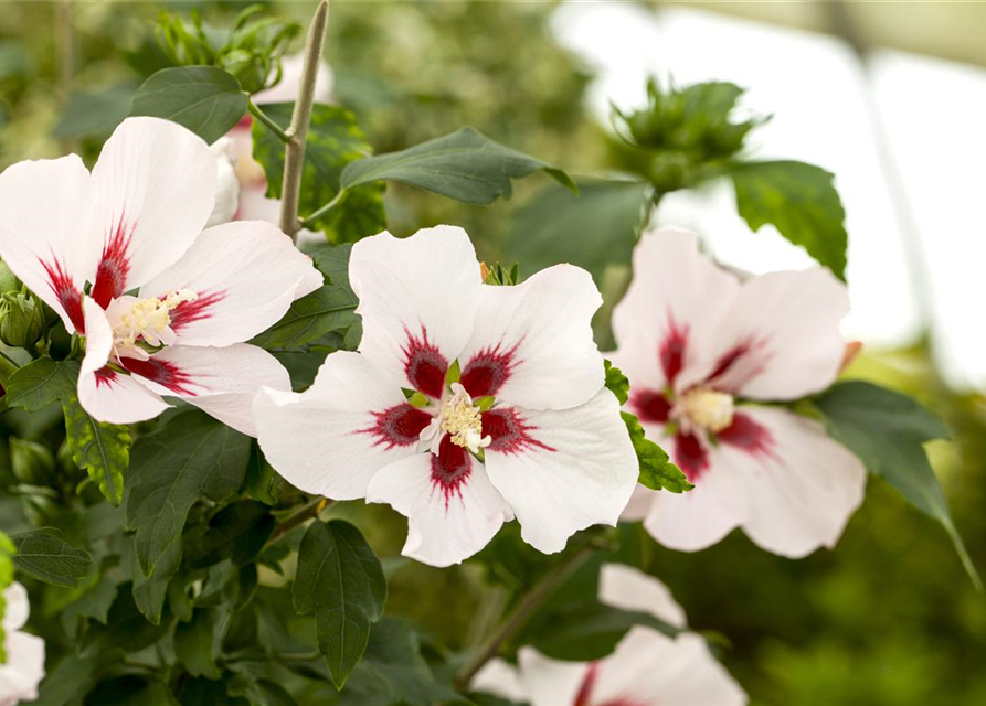 Hibiscus syriacus Hamabo