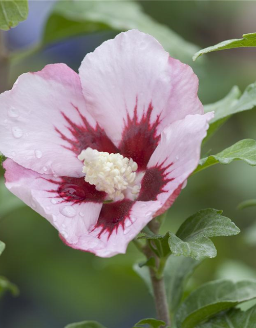 Hibiscus syriacus Hamabo