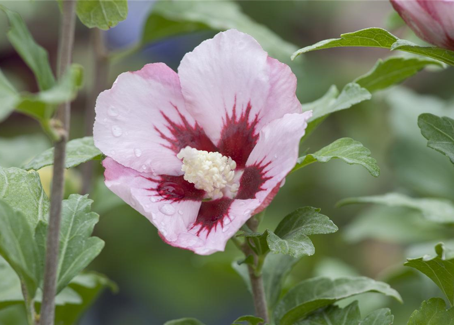 Hibiscus syriacus Hamabo