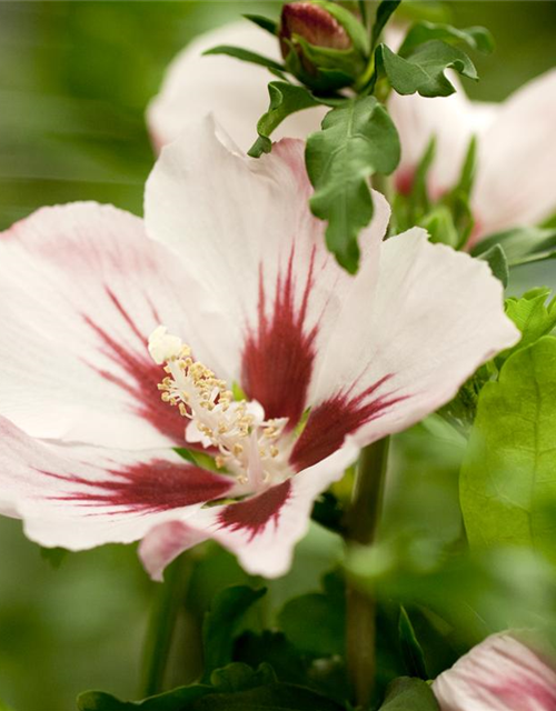 Hibiscus syriacus Hamabo