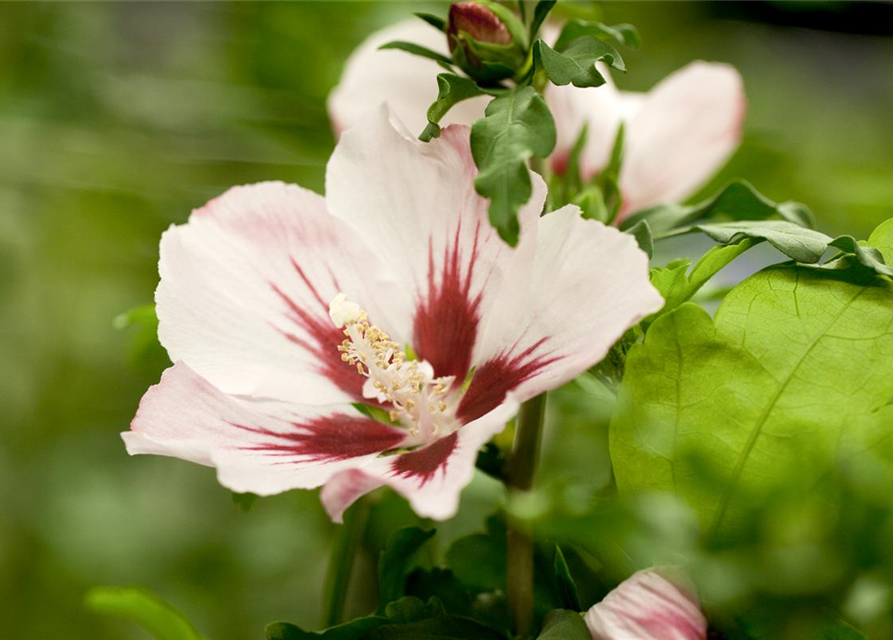 Hibiscus syriacus Hamabo