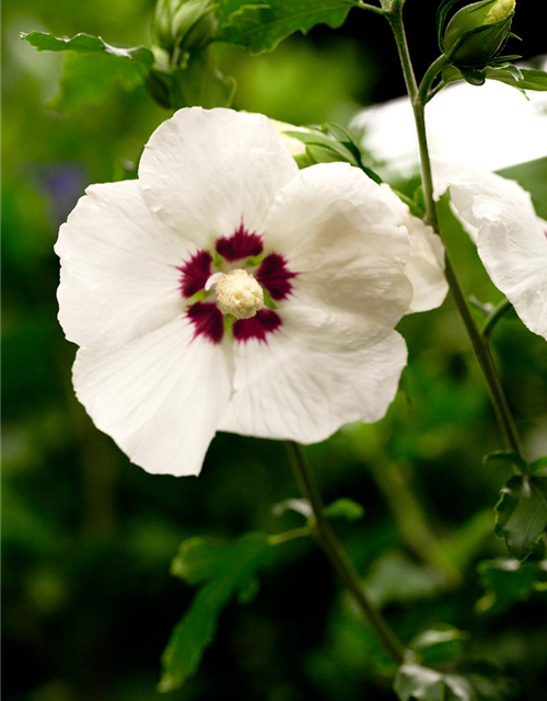 Hibiscus syriacus Hamabo