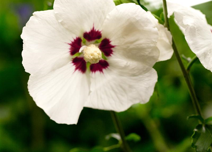 Hibiscus syriacus Hamabo