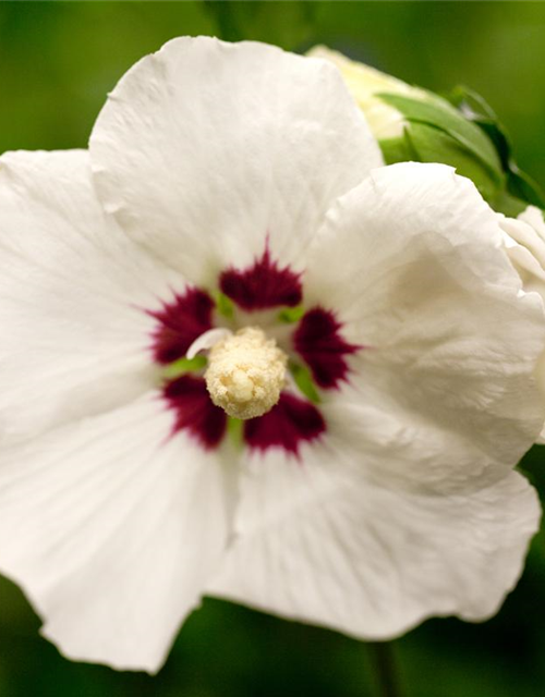 Hibiscus syriacus Hamabo