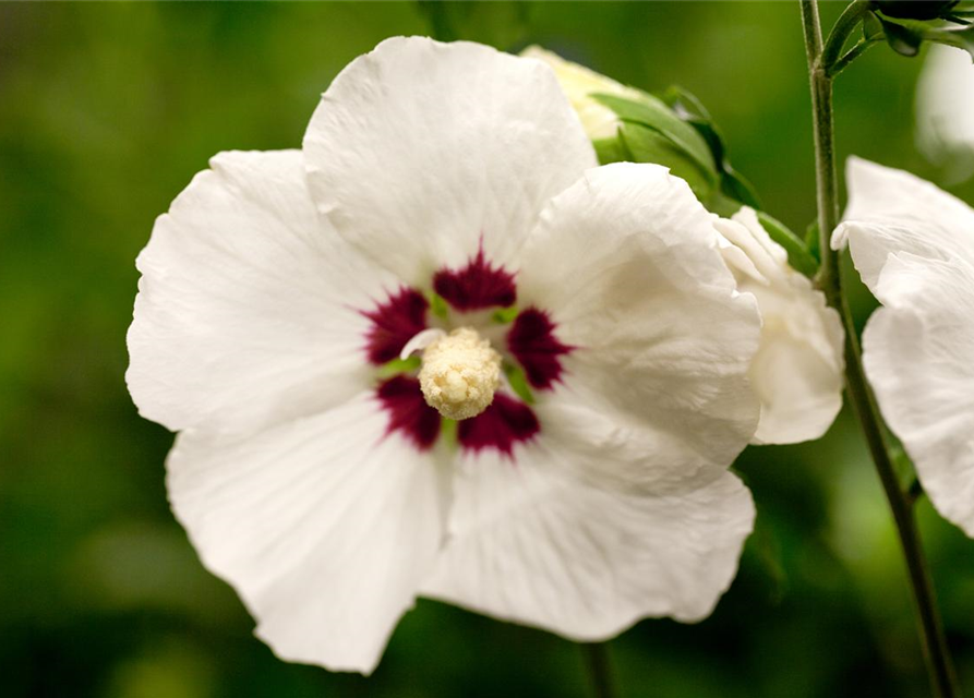 Hibiscus syriacus Hamabo