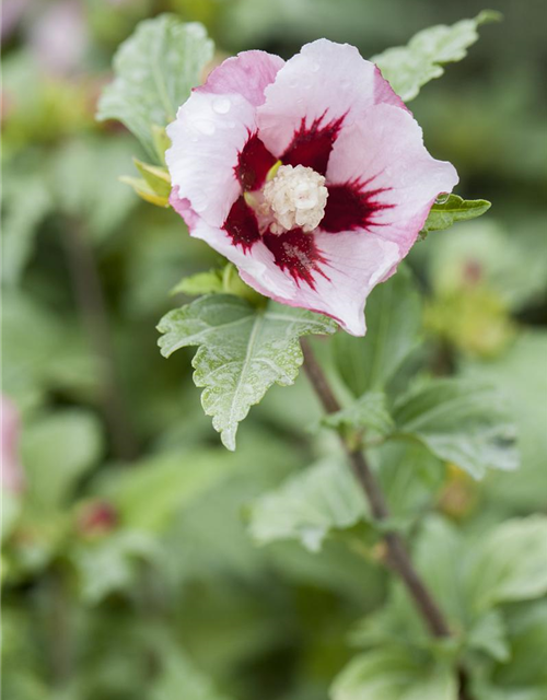 Hibiscus syriacus Hamabo